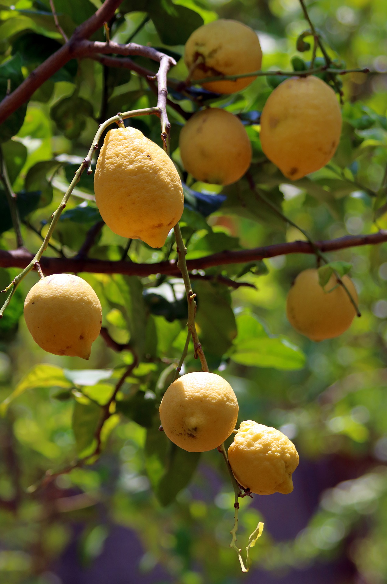 limoni di sorrento visitare la campania limoncino prodotti tipici campani napoli costiera amalfitana 